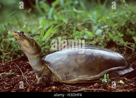 Indian Softshell tartaruga,(Aspideretes Gangeticus),di Keoladeo Ghana Parco Nazionale Foto Stock