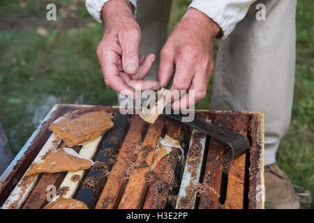 Apicoltore tenendo un legno gabbia queen Foto Stock