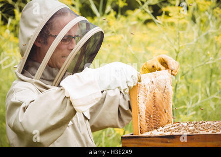 Apicoltore miele di rimuovere il telaio dal Beehive Foto Stock