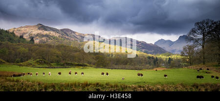 Pecore Herdwick stand in una linea in The Langdale Valley Foto Stock