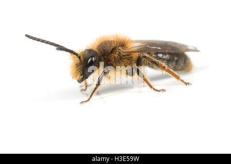 Un maschio di Andrena haemorrhoa Mining Ape su uno sfondo bianco. Foto Stock