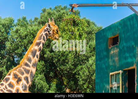 Mangiare la giraffa, Safari Park - Maiorca Foto Stock