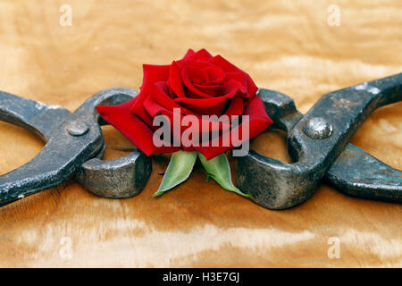 Una fioritura di rose rosse in frizionati forcipe, sfondo astratto Foto Stock