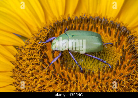 Beyer la jeweled scarabeo scarabeo, Chrysina (Plusiotis beyeri). Questa bellissima foglia chafer beetle appartiene alla sottofamiglia Rutelinae Foto Stock