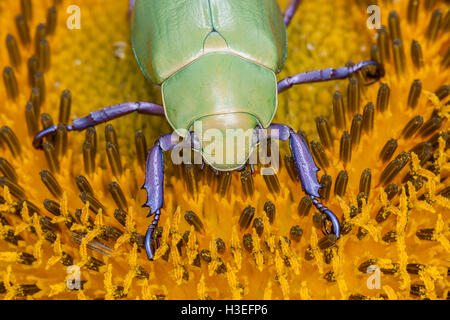 Beyer la jeweled scarabeo scarabeo, Chrysina (Plusiotis beyeri). Questa bellissima foglia chafer beetle appartiene alla sottofamiglia Rutelinae Foto Stock