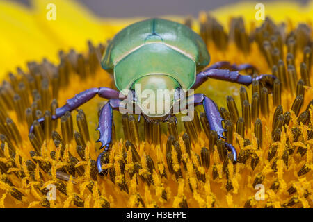 Beyer la jeweled scarabeo scarabeo, Chrysina (Plusiotis beyeri). Questa bellissima foglia chafer beetle appartiene alla sottofamiglia Rutelinae Foto Stock