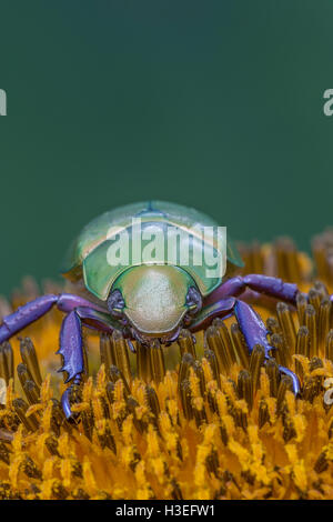 Beyer la jeweled scarabeo scarabeo, Chrysina (Plusiotis beyeri). Questa bellissima foglia chafer beetle appartiene alla sottofamiglia Rutelinae Foto Stock