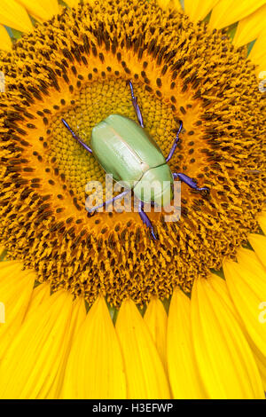 Beyer la jeweled scarabeo scarabeo, Chrysina (Plusiotis beyeri). Questa bellissima foglia chafer beetle appartiene alla sottofamiglia Rutelinae Foto Stock