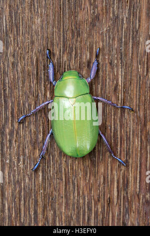 Beyer la jeweled scarabeo scarabeo, Chrysina beyeri, in legno di quercia. Trovato in montagna, canyon e colline di sè in Arizona. Foto Stock