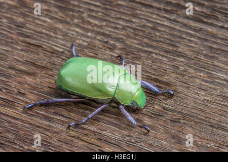 Beyer la jeweled scarabeo scarabeo, Chrysina beyeri, in legno di quercia. Trovato in montagna, canyon e colline di sè in Arizona. Foto Stock
