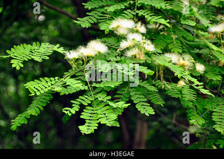La Mimosa (Albizia julibrissin) Foto Stock
