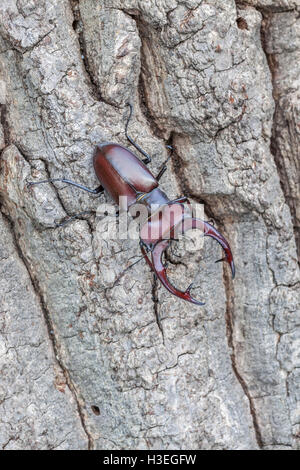 Giant Stag Beetle (Lucanus elaphus) maschio sul lato di quercia lungo la passerella a Congaree Parco Nazionale in Carolina del Sud. Foto Stock