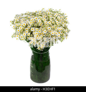 Bouquet di margherite selvatiche in un vaso di vetro. Isolato su sfondo bianco. campo di margherite in banca. Foto Stock