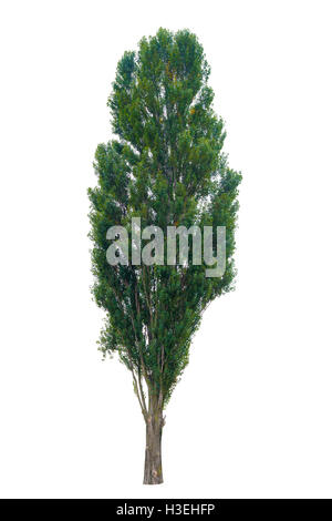 Albero a foglie decidue isolati su sfondo bianco. un gigante di legno di pioppo Foto Stock