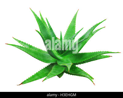 Aloe vera impianto isolato su sfondo bianco Foto Stock