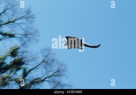 A becco giallo glider (Petaurus australis), deltaplano. Costa Sud del New South Wales, Australia Foto Stock