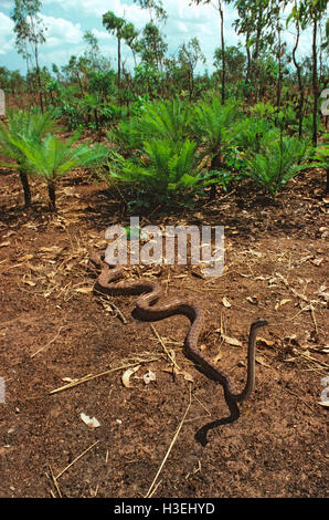 Oenpelli rock python (morelia oenpelliensis) di Arnhem Land, Territorio del Nord, l'australia Foto Stock