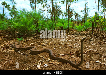 Oenpelli rock python (morelia oenpelliensis) di Arnhem Land, Territorio del Nord, l'australia Foto Stock