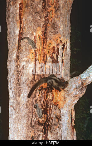 A becco giallo glider (petaurus australis), zucchero e alianti (petaurus breviceps) alimentazione su SAP di un bloodwood. la lunga excis Foto Stock