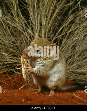 Crest-tailed mulgara (dasycercus cristicauda), mangiare peste locusta. Australia settentrionale Foto Stock