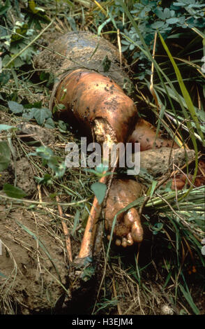 SAN SALVADOR EL SALVADOR, Maggio 1981: il corpo di un uomo ucciso da destra della squadra di morte e oggetto di pratiche di dumping su una discarica. Foto Stock