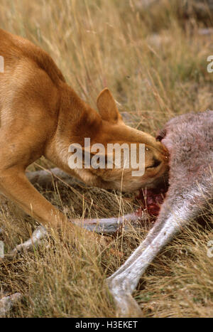 Dingo (canis dingo), alimentando su appena ucciso canguro. australia Foto Stock