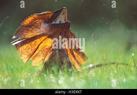 Frilled lizard (Chlamydosaurus kingii), su un terreno con balza sollevata. Territorio del Nord, l'Australia Foto Stock