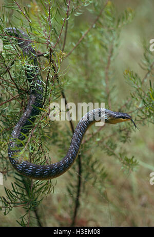 Albero verde serpente (dendrelaphis punctulata), nella boccola con lingua biforcuta esteso. North Queensland, Australia Foto Stock