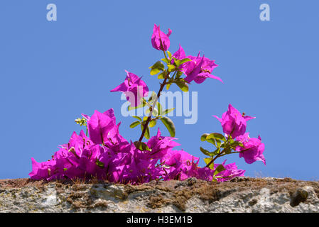 Red bougainvillea spectabilis fiori sul cielo blu sullo sfondo Foto Stock