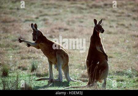 I canguri rossi (macropus rufus), coppia, leccare le armi di raffreddare mediante evaporazione. western New South Wales, Australia Foto Stock