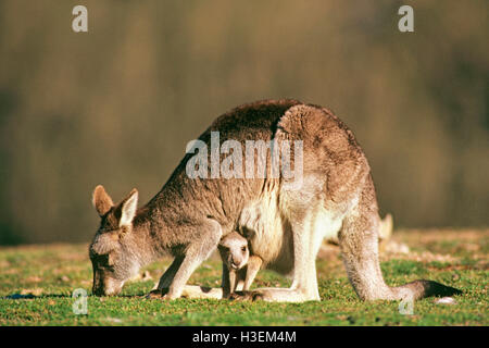 Orientale canguro grigio (macropus giganteus), madre con joey in custodia. Eastern New South Wales, Australia Foto Stock