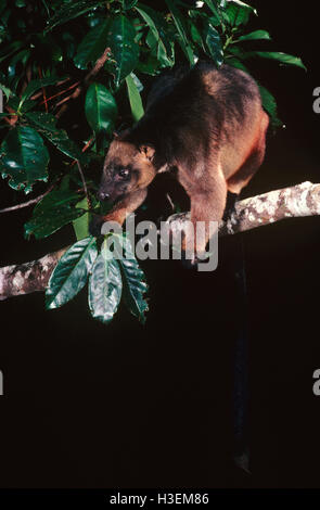 Lumholtz tree kangaroo (dendrolagus lumholtzi), nella struttura ad albero di notte. atherton altopiano del Queensland del Nord, Australia Foto Stock