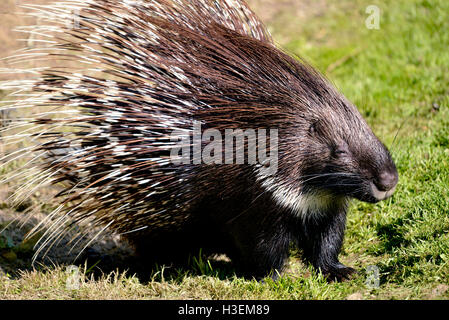 Closeup Indian Istrice (Hystrix indica) sull'erba Foto Stock