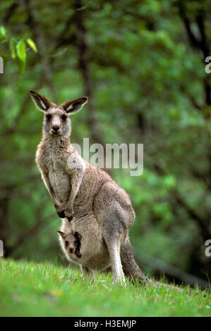 Orientale canguro grigio (macropus giganteus), femmina con joey in custodia. australia Foto Stock