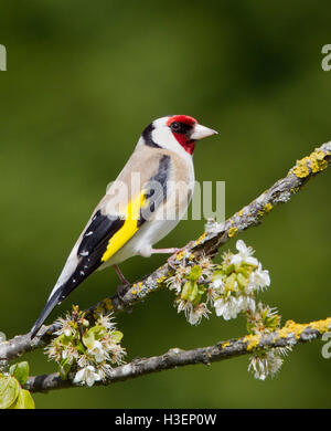 Cardellino, carduelis carduelis, su un ramo in inverno Foto Stock