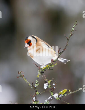 Cardellino, carduelis carduelis, su una coperta di neve il ramo in inverno Foto Stock