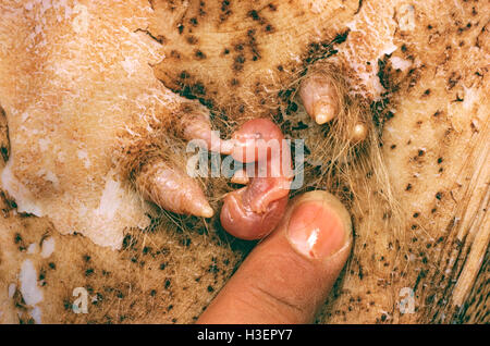 Canguro rosso (macropus rufus), giovane, circa tre giorni, all'interno del tasca fissata ad uno dei quattro capezzoli. Foto Stock