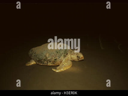 Tartaruga marina Caretta - Caretta), ritornando al mare dopo la posa. Foto Stock