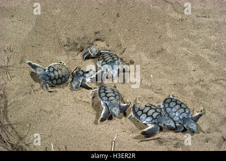 Flatback turtle (natator depressus), neonati. Foto Stock