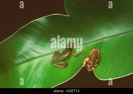 Nana settentrionale Rane di albero (litoria bicolor), coppia su una foglia grande. North Queensland, Australia Foto Stock