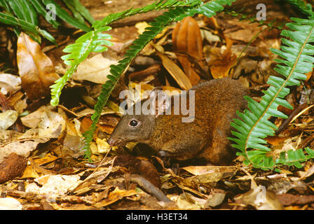 Muschiato di ratto canguro (hypsiprymnodon moschatus), highland foresta pluviale del Queensland del Nord, Australia Foto Stock