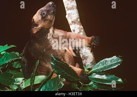 Lumholtz albero-canguro (Dendrolagus lumholtzi), in albero di notte. Il più piccolo albero-canguro. Cape York, Queensland, Australia Foto Stock