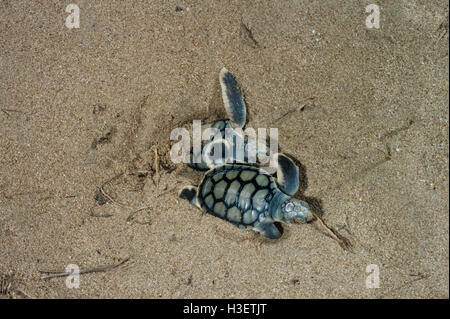 Flatback turtle (natator depressus), neonati. Mon Repos conservation park, bundaberg, Queensland, Australia Foto Stock