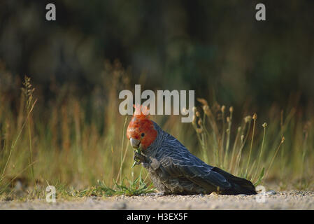 Pista-pista cacatua (Callocephalon fimbriatum) Foto Stock