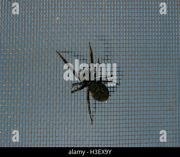 Redback spider (Badumna insignis) Foto Stock