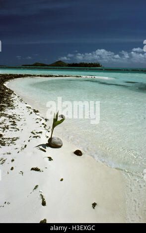 Palma da cocco (Cocos nucifera) Foto Stock