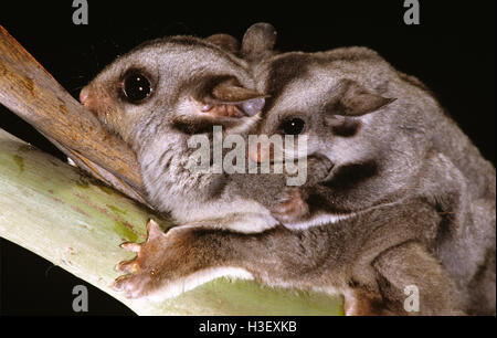 Sugar glider (petaurus breviceps) Foto Stock