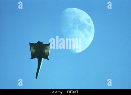 A becco giallo glider (petaurus australis) Foto Stock