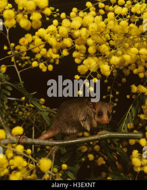 Orientale possum pigmeo (cercartetus nanus) Foto Stock