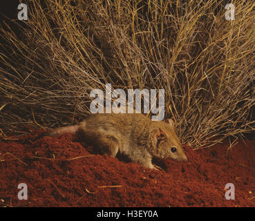 Crest-tailed mulgara (Dasycercus cristicauda) Foto Stock